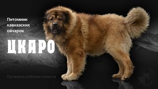 Питомник кавказских овчарок Цкаро - проверка рабочих качеств