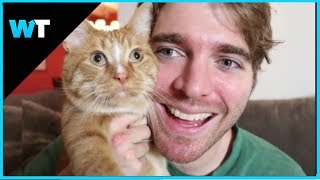 Shane Dawson APOLOGIZES For CAT JOKE