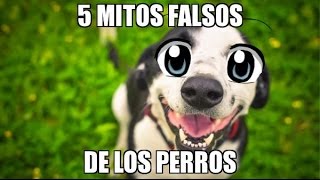 Mitos Falsos De Los Perros