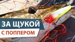 УЛЕТНАЯ РЫБАЛКА на попперы. ПОКЛЕВКИ ЩУК