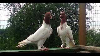 Первые полеты, молодых щекатых голубей.