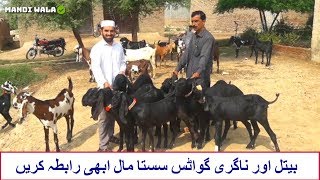 Beetal Goats & Nagra Goats in Sahiwal 2019-20 Goat Farming