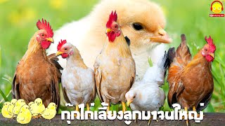 เพลงกุ๊กไก่เลี้ยงลูกมาจนใหญ่ ไก่ตัวจริง ไก่ตัวเป็นๆ ไก่กุ๊กกุ๊กไก่