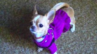 Как мини чихуахуа радуется перед прогулкой \ As the dog is happy to walk