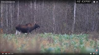 Охота на лося на рапсовых полях. Охота на лося . 2018