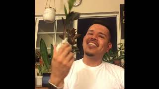 Unboxing Rare Raven Zz Plant