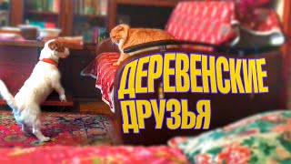 Деревенские друзья. ДЖЕК РАССЕЛ ТЕРЬЕР на каникулах - приколы.