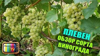 ВИНОГРАД ПЛЕВЕН ОПИСАНИЕ СОРТА