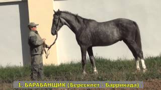 Московский конный завод. Молодняк 2014 г.р.
