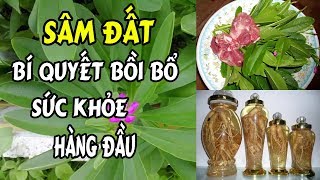 Cây sâm đất – Bí kíp bổi bổ, tăng cường sức khỏe , cách sử dụng sâm đất