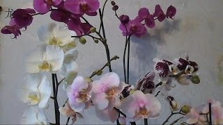 орхидея Phalaenopsis: уход после покупки
