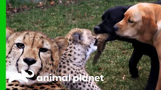 Cheetahs and Puppies Grow Up To Become Best Friends | The Zoo