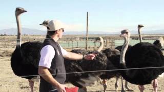 American Ostrich Farms Kickstarter Campaign (Full video)