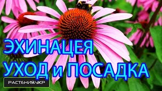 Эхинацея посадка и уход / выращивание эхинацеи из семян