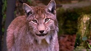 Animaux en voie de disparition : le cri d'alarme de WWF - world