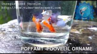 Poffamt Poovelil Ornamental Fish farm and Minerals Trading