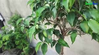 Pruning ficus bonsai tree or grow aerial roots || samaresh Bonsai || 2019