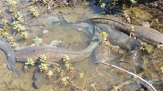 Beautiful Girl Catch Fish By Hand On Rice Field In Cambodia 2017 - The Best Fishing Videos