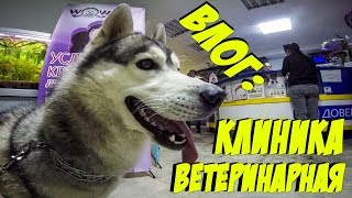СОБАКА В БОЛЬНИЦЕ | ХАСКИ В ВЕТЕРИНАРНОЙ КЛИНИКЕ