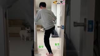 저돌적인 댕댕이가 투명벽을 만났을 때..'박력 폭발'