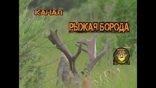 Охота на косулю. Трофейные рога ! Reh-Jagd. Hörner, Super !