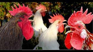 Krähwettbewerb - roosters crowing compilation with 15 different breeds - Hahnenkrähen im Vergleich