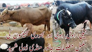 Full information of janwar buffelows neli, ravi, bhorian in janwar mandi doli shaheed 22 Dec 2019