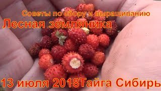 Земляника лесная Советы по выращиванию и сбору в тайге лесу Куплю Продам Лес Тайга Сибирь 13 июля 20