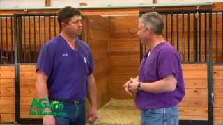 DocTalk - Equine Chiropractic