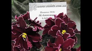 выставка фиалок 21 25 ноября 1ч