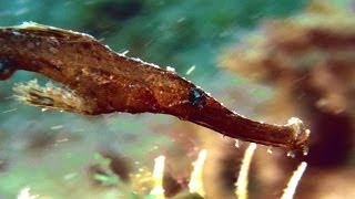 Anilao Marco World HD 菲律賓阿尼洛-微距世界