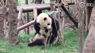 Panda QI YI and MAO TAO (04/19)