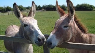 Donkey mating first time | super murrah donkey mating| गधा संभोग पहली बार | donkey meeting  video