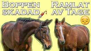 LÅNG STALLVLOGG - Annas mardröm går i uppfyllelse