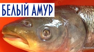 Рыба горячего копчения. Белый Амур