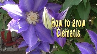 How to grow Clematis.