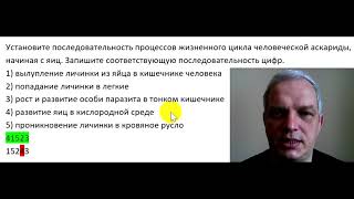 Установите последовательность процессов жизненного цикла человеческой аскариды