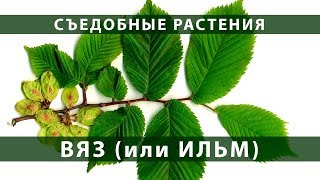 Съедобные растения. Вяз