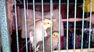 Cockatiel Having Sex Then Whistling " Whistle While You Work" (ORIGINAL VIDEO)