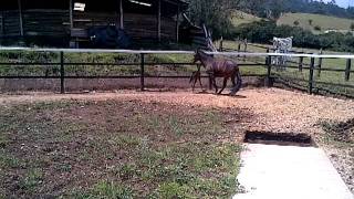 Hija de Mensajero de Peñas Blancas -