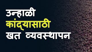 उन्हाळी कांद्याचे खत व्यवस्थापन - सचिन मिंडे कृषीवार्ता