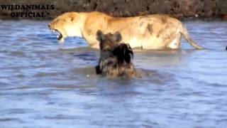 15 Hyena vs LION Hyena attack lion with a brutal Whether a lion can survive 1