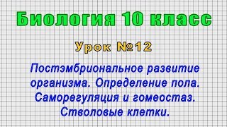 Биология 10 класс (Урок№12 - Постэмбриональное развитие организма. Опред. пола. Стволовые клетки.)