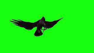 anime, free green screen, chroma key, vfx, animals, crow, birds, 3d animation, cartoon, 4K, hd