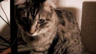 CAT VS DVD PLAYER