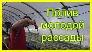 Полив молодой рассады петунии. Уход за рассадой петунии.