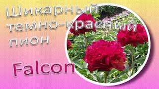 Шикарный темно-красный пион FALCON / Сад Ворошиловой