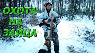 Охота на зайца с гончей. Очередной трофей