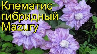 Клематис гибридный Mazury. Краткий обзор, описание характеристик, где купить саженцы, крупномеры