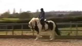 5 yrs 5 mths 16.0 hh Skewbald - Worcestershire
